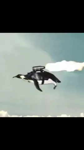 #penguin #het #jet #fyp #relatable 