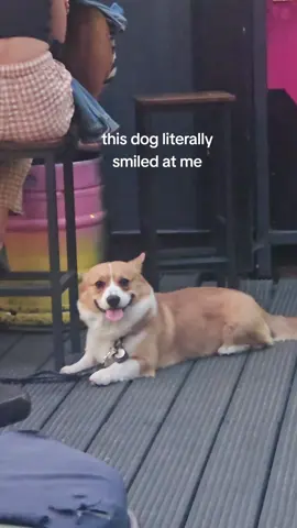 this dog literally smiled at me