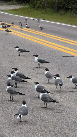 There's just so many of them!  #obx #jk #ocracoke #seapigeons 
