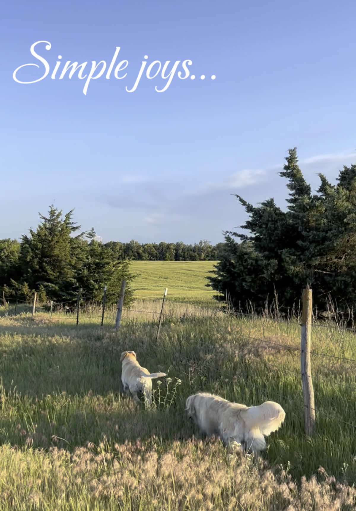 Sometimes it’s not the big moments — it’s the little ones that quietly save us. Here’s to the simple joys… the tiny sparks that remind us we’re alive. 💛 #simplejoys #everydaymagic #lovelife #fyp #enjoylife 