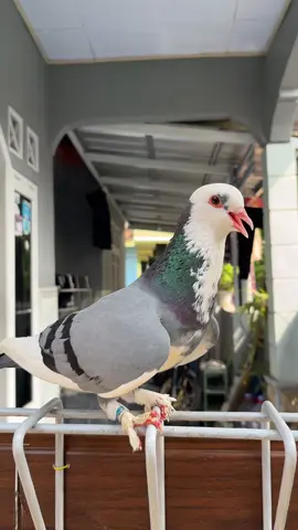 Kenapa blantong megan selalu jadi primadona?  Kira2 kalau piyikan dia di give away pada mau gak ya #BCBIRDFARM #hobimerpati🕊️🕊️ #merpatilovers #pigeonlovers #blantongmeganjembros 