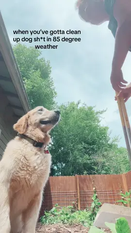 the poop cleaning fairy herself #dogsoftiktok #fypシ #fy #goldenretriever 