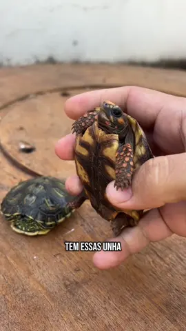 Qual é a diferença de jabuti para tartaruga 🐢?  . . . . #jabuti #tartaruga #filhotedejabuti #turtle #curiosidade 