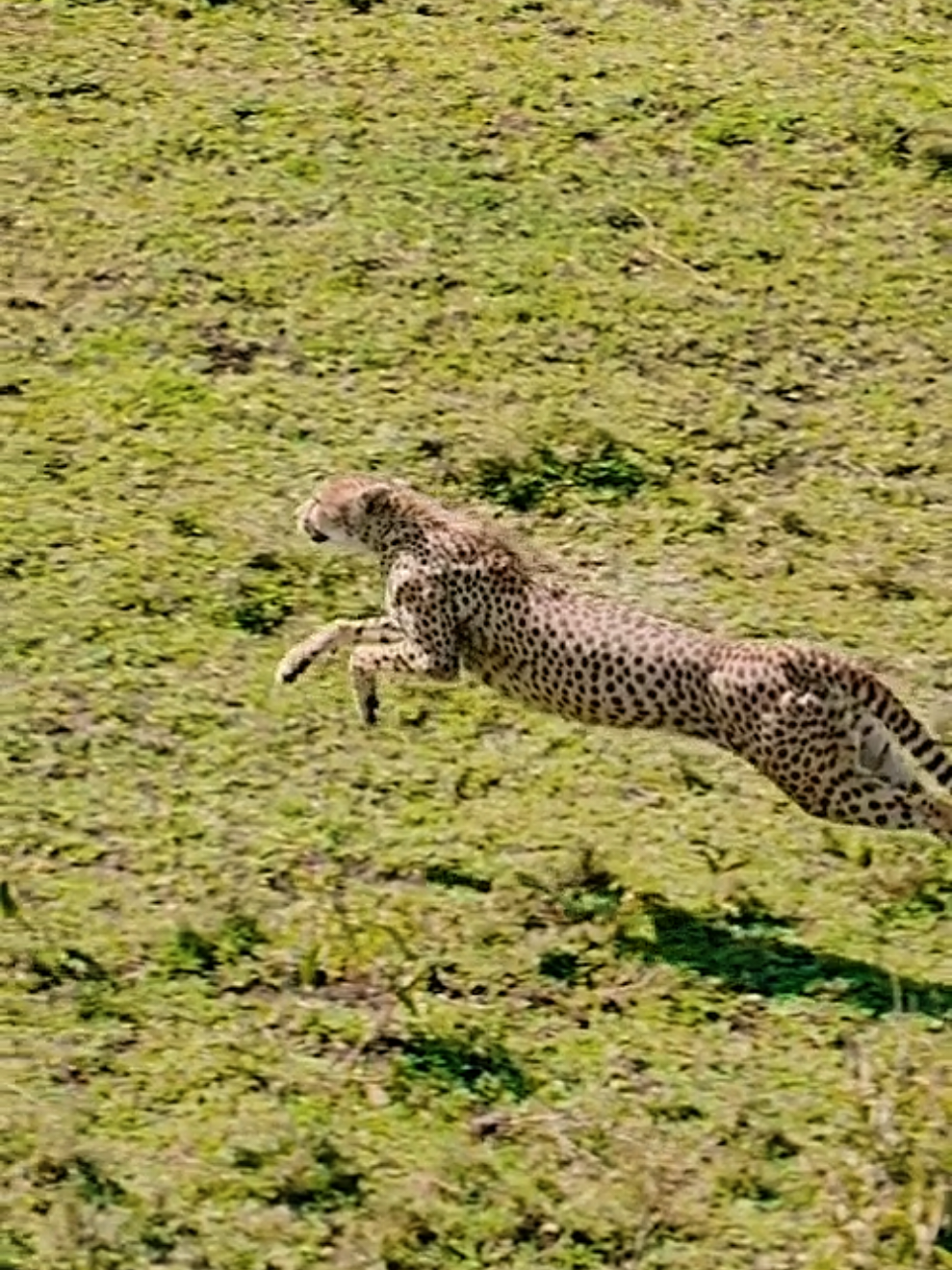Cheetah, fastest animals 🐆👍❤️ Gepard ... Follw me 🌹 Big Cats ,, Big Animals ,, Cub ,,, Wild life,,, Big Katze,,, Sharing 🌹 Like 🌹...... #🐆 #🐆🐆 #Follwme   #Cheetah #Gepard #Geparden #Cheetahs #Cub #Cubs #BigKatze #AnimalsBaby #Biganimals #BigCat #leopard #leoparden #leopardo #Jaguar #Lion #löwe #Tiger #Cheetah #Gepard #Animals #wildlife #waldleben #tierwelt #Animal #Afrika #africa #foryou #fürdich #animalsword  #عالم_الحيوانات #اكسبلور  #Ludwigsburg #Stuttgart 