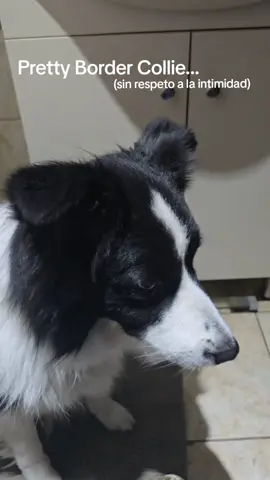 pretty border collie you ar a Intrusaaaaaa #border #baño #privacidad 