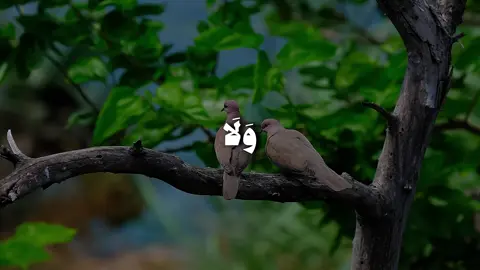 ﴿ وَلَا تَقُولَنَّ لِشَيْءٍ إِنِّي فَاعِلٌ ذَٰلِكَ غَدًا﴾ [ الكهف: 23] #قران #quran #المنشاوي #quranrecitation #quran_kareem #سورة_الكهف #قران_كريم #quranvideo #محمد_صديق_المنشاوي #اكسبلورexplore 