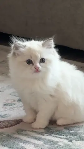 Have you ever seen so many adorable playful kittens before 🥰