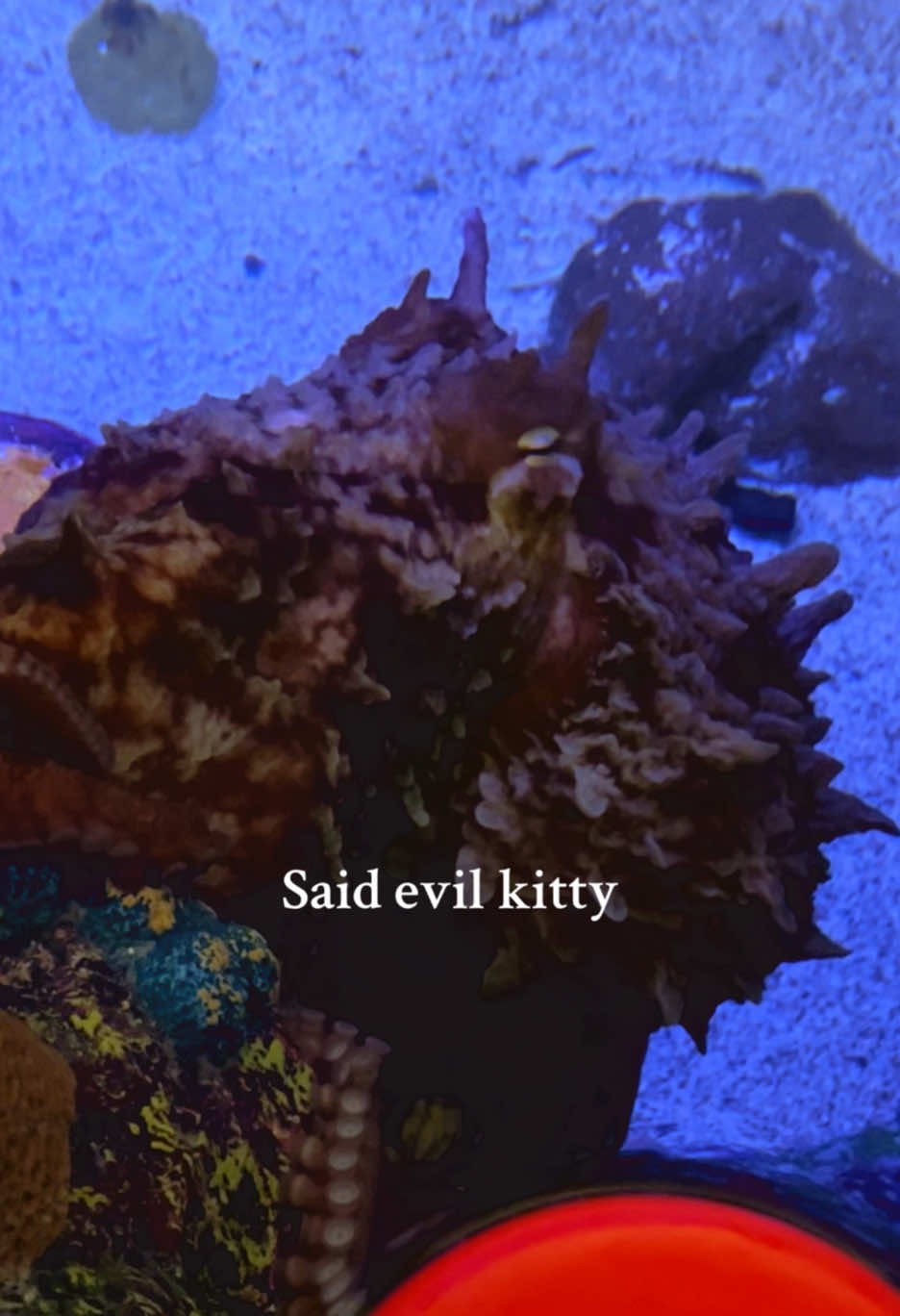 I certainly never have to guess how she is feeling…😭 She is able to quickly and easily change the color and texture of her skin, and it acts as a sort of “mood ring”❤️🐙 #fyp #foryou #fypシ #trending #foryoupage #viralvideo #aquarist #aquarium #marinebiology #dreamjob #octopus #evilkitty 