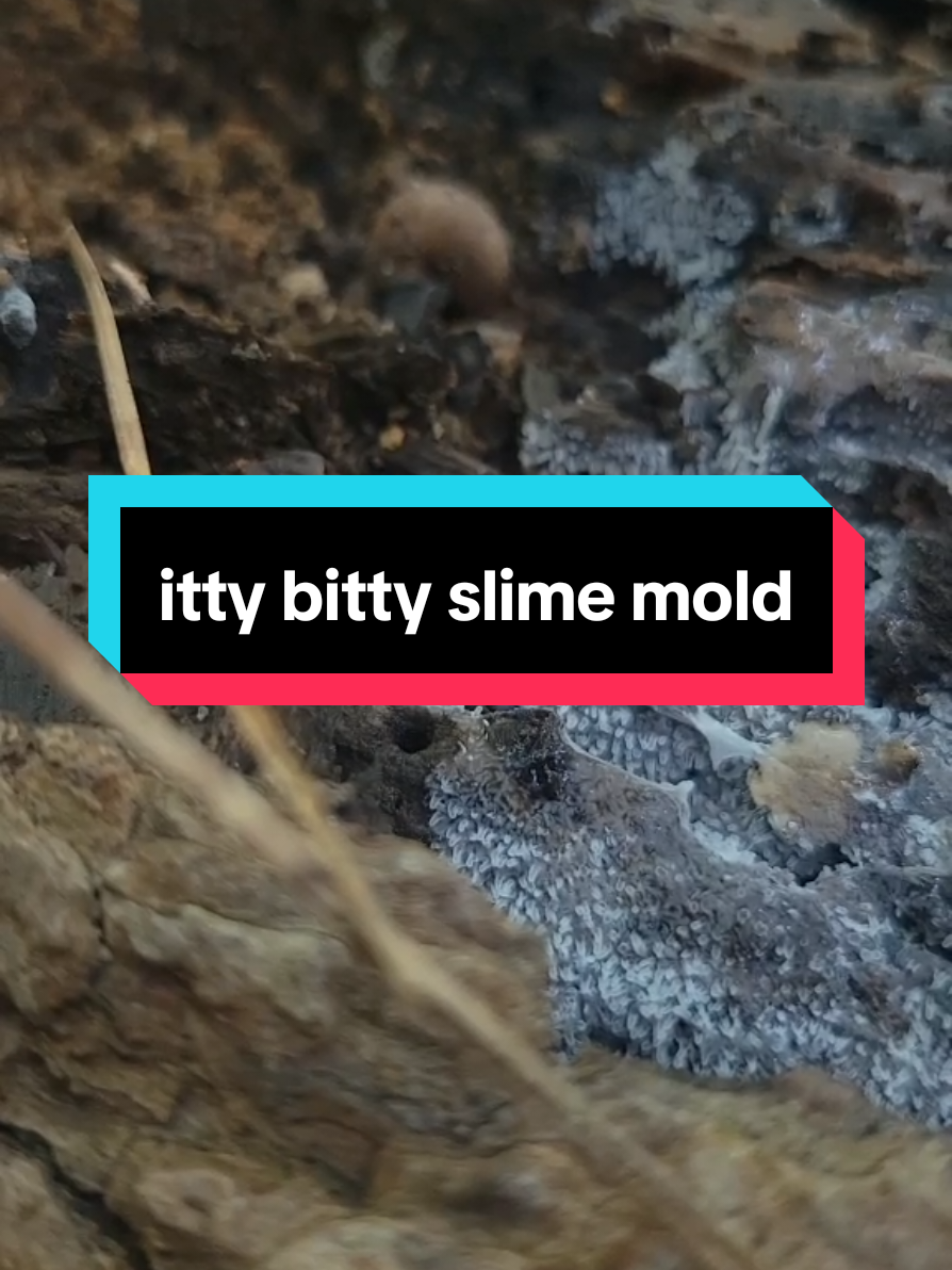 ahhh to be a slime mold #mycology #mycologist #mushroom #mushrooms #fungus #fungi #foraging #spores #myxomycetes #slimemold 