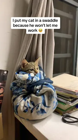 Cat Swaddle for Conquest  #catmum #catmom #catowner #catsoftiktok #cat #cats #fyp #orangecat #browncat #catbehavior #foryoupage 