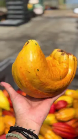 Another fun-shaped cacao pod stuck in between branches 😅🍫 #lavaloha #hawaii #hawaiitiktok #farm #farming #viral #trending #fyp #farmlife #abundance #chocolate #cacao #fruit #funny #nature 