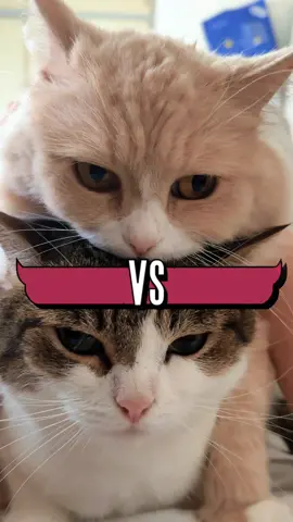 勝つのはどちらだ❓❓😼🙀　#猫好きさんと繋がりたい #猫動画 #バトル #猫のバトル #ロマンシングサガ 