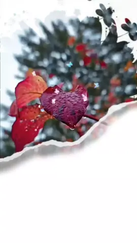 #دعاء_الصباح #صباح_الخير #اصبحنا_واصبح_الملك_لله #اللهم_صباحا_مبشرا_بكل_خير #صباحكم_معطر_بذكر_الله #يوم #السبت #fupシ #foryou #foreyoupage #fup #تصاميم_ورد🌸 