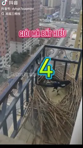 Giỏi mà bất hiếu...#maytinhduchuy #duchuytv #cameracontrol #camera 