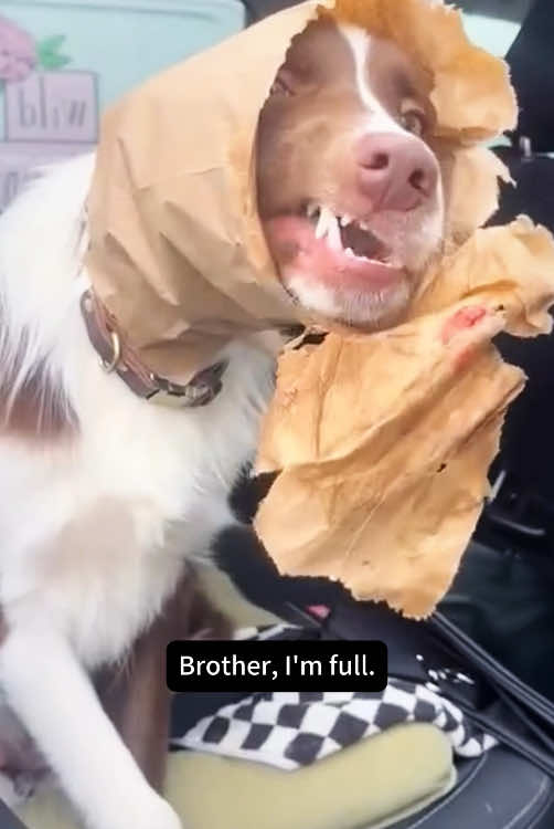 Greedy dog😉🤭#cute #TikTok #cutedog #dogs #usa🇺🇸 