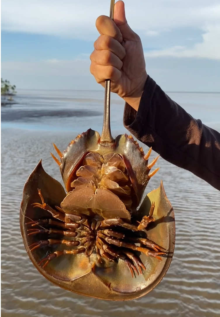 Yuk kita lestarikan hewan langka ini demi keseimbangan alam dan warisan hayati #belangkas #kepitingtapalkuda #horseshoecrab #hewanlangka #voiceovertalentindonesia #bengkalis #riau #indonesia 