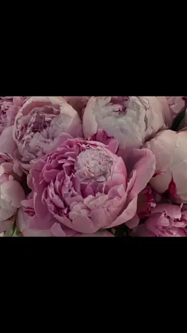 peonies in stillness, blooming softly like a whispered dream #fpy #peony #peonies #peonyseason #fypage #moodboard #moodboardedit #flowers #bouquet #foryou #peoniesflowers #pinsterest #aesthetic #edit #foryoupage #xyzcba #viral #targetaudience 