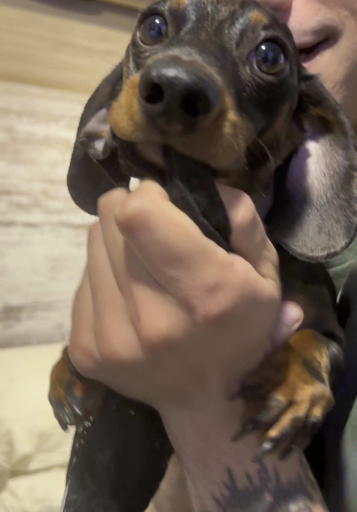 Part 1 of me stealing moms expensive lacy underwear, you’ll never catch me alive coppers!!!! ##minidachshund #minidachshundsoftiktok #dachshundsoftiktok #dachshund #weenidog #dappledachshund #weenidogsoftiktok #fyp #miniaturedachshund #sausagedog #shorthairdachshund #sausagedoglife #doxiesoftiktok #doxielove #baddogsoftiktok 