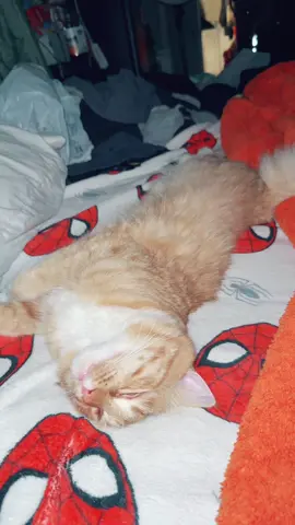 #catlover #catsvideo #catsoftiktok #cat #cattok 