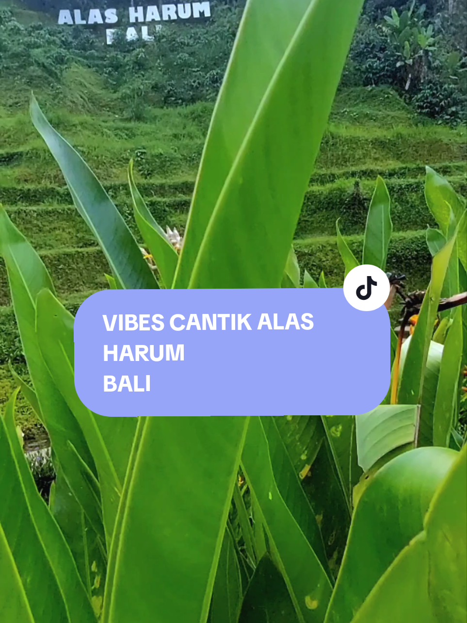 Jadi , kapan lagi kesini...😇🥰📸 #trend #trendingtiktok #jalanjalan #healing #melalidibali #melali #jalan #otw #alasharumbali #tegallalang #bali @Wijayanti Online Shops @comink_ary89 @Gex Rini_ @JJ @nawa🫶🏻 @Ayu Sri @Anggel❇️®️🅱️ @Ayjantuk @AyuRahayu @Be💞🍭 @Bali Putu Ana1234✔️ @Dek Nopi @diarti @FAMOUSO @fairy1313 @𝑯𝒂𝒓𝒏𝒂𝑨𝒅𝒆𝒍𝒊𝒚𝒂 @Ka Tata @kadek.dewi38 @ssely0000 @tumoglongjeg3g @Novi @Panda™_💋 @Listiaa @panakjikmandut_ @nikomangbudiwati 