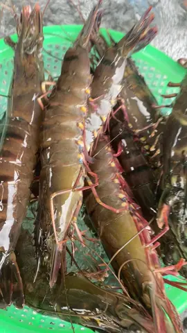 🍀Tôm sú 18con /1kg nhé cả nhà iu 🥰