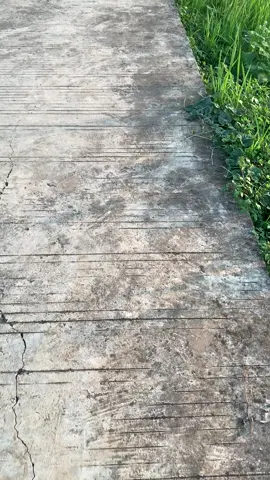 sewates konco iso ne opo? #kancamubalaku #padahariini #jepara #fyppppppppppppppppppppppp #yokfypyok #masukberandamuu #mentahan #mentahanvideo 