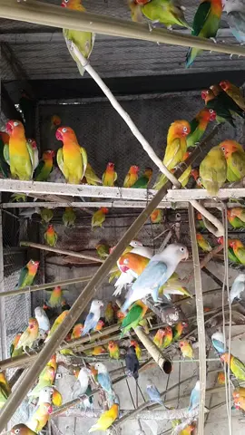 Agapornis Fast Breeding Aviary 