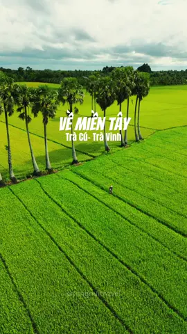 Không phải An Giang, Trà Vinh cũng có những cánh đồng thốt nốt đẹp nên thơ #travel #traveltiktok #dulichvietnam #travelvietnam #travinh #84travinh 