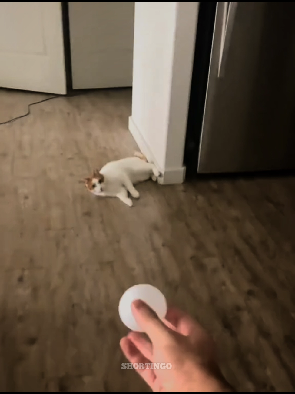 Cat Fast Moves.. #aura #edit #cat #fastmovement #catlovers 