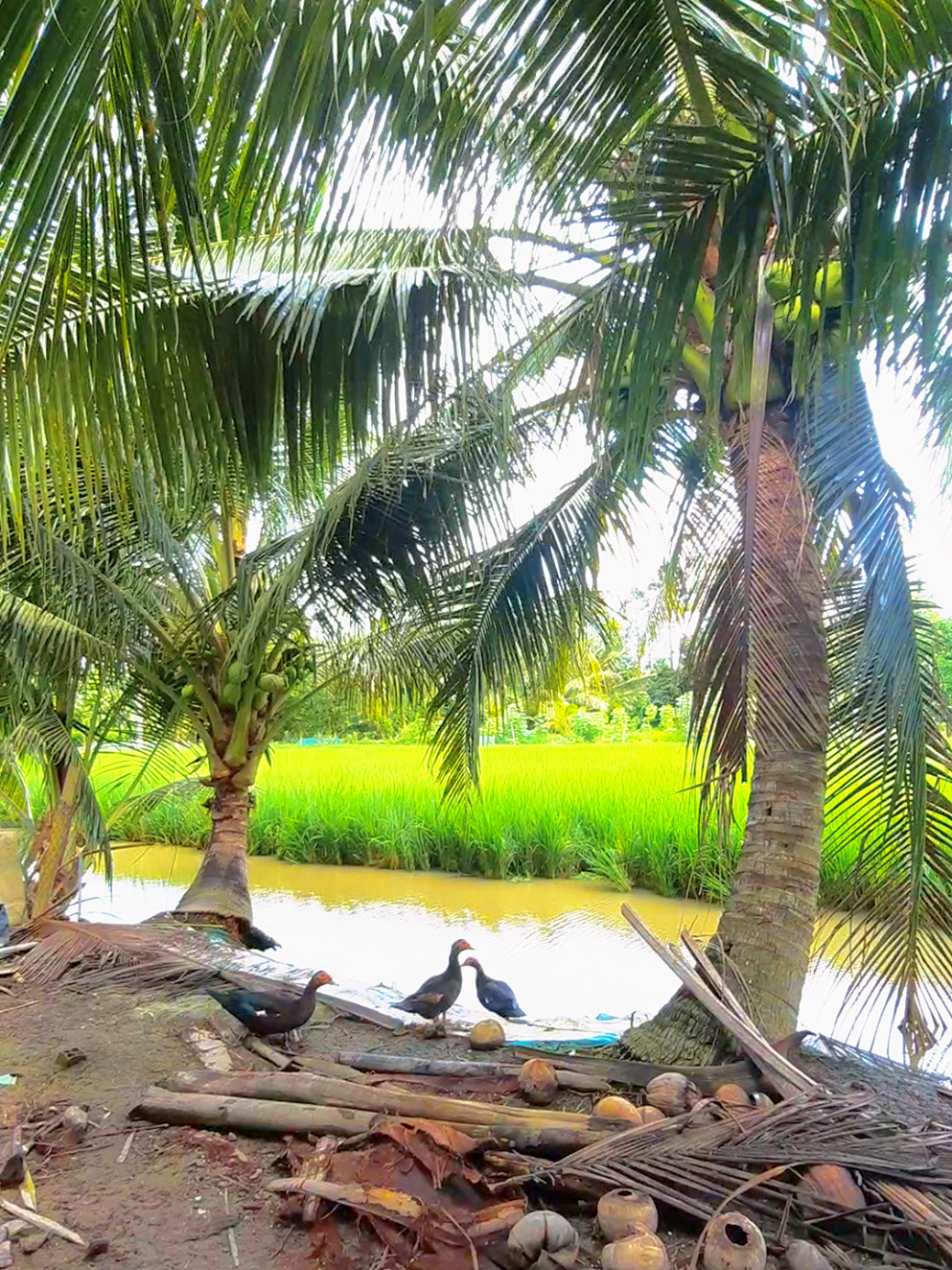 View sau nhà 🥰 Được cái nhà kế ruộng nên gió muốn bay luôn cái nết 😁😁 #mientayquetoi #95haugiang #canhdep 
