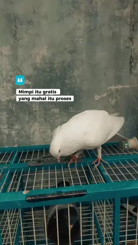 Nikmatin dulu gess sebelum soldout🔥🤭 #fypppppppppppppp #fypage #kolongbebas #merpatibalapindonesia🇮🇩 #persatuanmerpatitinggiindonesia #sumatrabersatu #palembangtiktok 