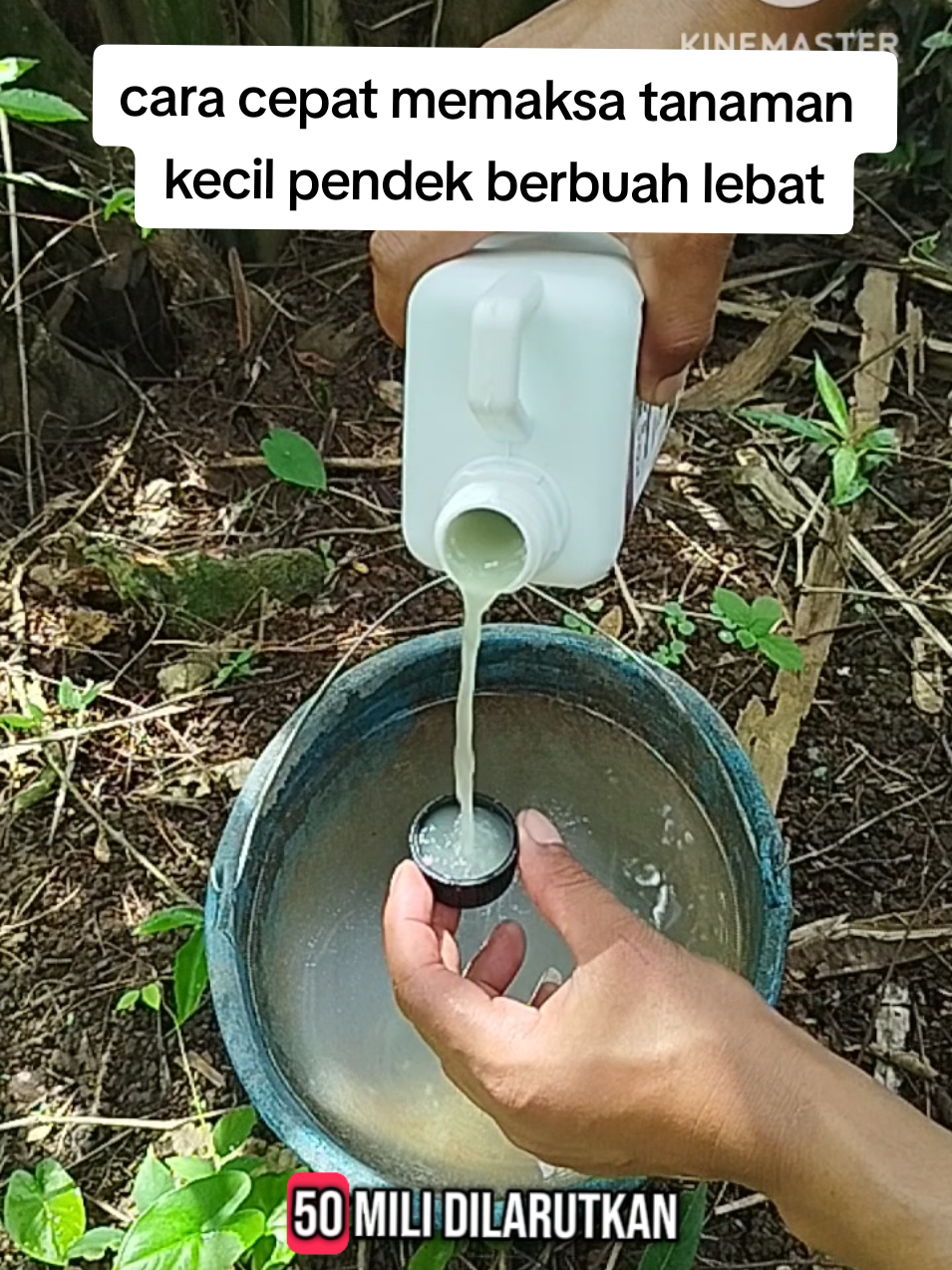 cara cepat memaksa pohon sawit kecil pendek berbuah lebat#pupuk #pupukorganik #pupuksawit #pupukbuah #pupukorganikcair #pupukbooster 