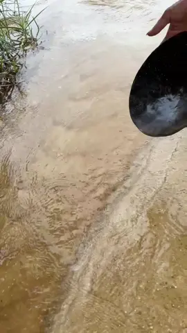 So Crazy.‼️😱 we found a lot of gold from yellow material #goldhunter #mininggold #goldpanning #golddiscovery #viralvideo #foryou #foryoupage 