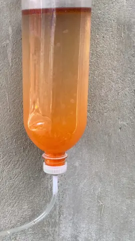 Artemia thức ăn tươi sống giúp cá con mau lớn, dành cho tất cả các dòng cá guppy, molly,… #molly #thuysinh #xuhuong #mollyfish 