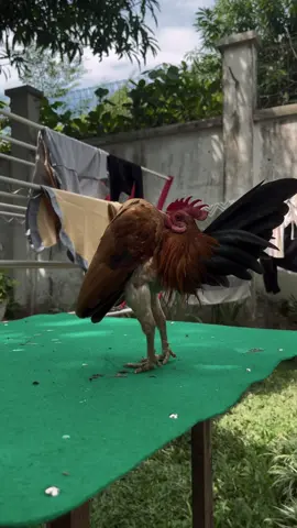 Setingan bingung 😂 “MENSEN” #serama #ayamserama #ayamseramamalaysia #ayamseramaindonesia #seramachicken 