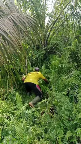 kebun istimewa#fypシ #hiburan #panensawit #kulisawit #videolucu #berondolan #tokesawit #CapCut#djafarvandjava 
