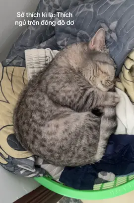 #fyp #2embemeo #cute #viralcat