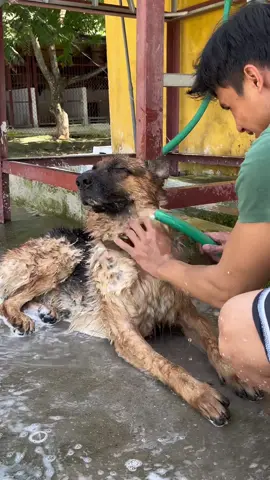 Tắm cho mát thôi mà 😄😄#dogsoftiktok 