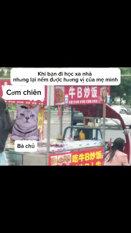 Người mẹ ở quán cơm chyên #memes #memecat #cat #comchien #me #xu #dramatiktok #xuhuonggggggggggggggggg #meo 