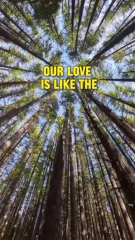 Our love is like…. #lovelifedaily #soulmate #traveltiktok #Relationship #viralvideo #husbandwife #anniversary #10k #summervibes #lovestory #FathersDay #trees #forest #Hiking 