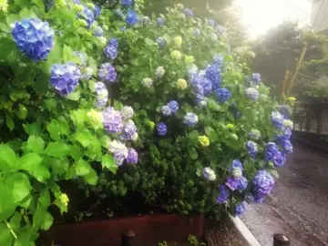 Người ta nói rằng một khoảnh khắc giữa con người là đủ. Có thực sự đủ không? Mỗi khi nghĩ về khoảnh khắc ngắn ngủi và tươi đẹp ấy, trong lòng tôi tự hỏi vô số lần rằng tại sao đó lại là lần trò chuyện cuối cùng, lần gặp gỡ cuối cùng, lần nói chuyện cuối cùng của chúng ta. Không ai trong chúng ta biết ngày mai sẽ ra sao. Tình yêu đích thực luôn thay đổi trong chớp mắt. Người nói thích bạn giây trước có thể yêu người khác không chút do dự ngay giây sau. Những giọt nước mắt tôi khóc vì bạn ngày đêm, những khoảnh khắc tôi giải phóng trái tim mình cho bạn mà không chút do dự. Bạn có thực sự nghĩ đến tôi không? Có lẽ tôi không có bạn. Tôi chỉ cảm thấy thật đáng tiếc khi mất bạn. Bạn rất giỏi trong việc bẫy tôi bằng những thái độ mơ hồ. Người ta không thể quay lại như lúc mới gặp. Sự tồn tại của các giai đoạn khiến tôi hiểu rằng chúng ta không còn giống như trước nữa. Những kỷ niệm đẹp đẽ đó, lòng tốt của bạn, nụ cười của bạn.