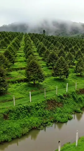 Tanaman durian memerlukan kondisi lingkungan yang tepat agar dapat tumbuh subur dan menghasilkan buah yang berkualitas. Syarat utama tumbuh subur bagi tanaman durian meliputi iklim tropis yang lembap, curah hujan yang merata sekitar 1.500–2.500 mm per tahun, suhu antara 24–30°C, serta tanah yang gembur, subur, dan memiliki drainase baik dengan pH tanah antara 6–7. Lokasi penanaman idealnya berada pada ketinggian 50–800 meter di atas permukaan laut. Perawatan yang rutin seperti pemupukan, penyiraman, dan pemangkasan juga sangat penting untuk menunjang pertumbuhan dan produktivitas durian. #DurianSubur #SyaratTumbuhDurian #TanamanDurianSehat #DurianTropis #BudidayaDurian #TanahSuburDurian #DurianIndonesia #PetaniDurian #PerawatanDurian #KebunDurian #DurianOrganik #TipsTumbuhDurian