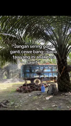 #4u #lewatberanda #4u #petaniindonesia🇮🇩🇮🇩🇮🇩🌿🌿 #petanisawit 