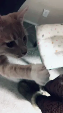 #kitty #viviennewestwood #cat