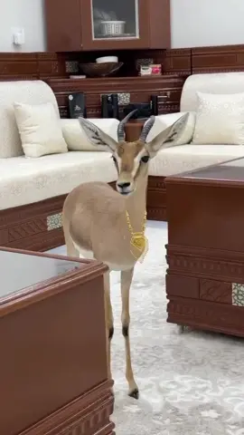 احلى من العقد لباسه🩷#محمدعبده #غزال #الشعب_الصيني_ماله_حل😂😂 #حايل #حايل_بعد_حيي #نوف #تصميم_فيديوهات🎶🎤🎬 #لايك__explore___ #لايك_متابعه_اكسبلور #اعادة_النشر🔃 