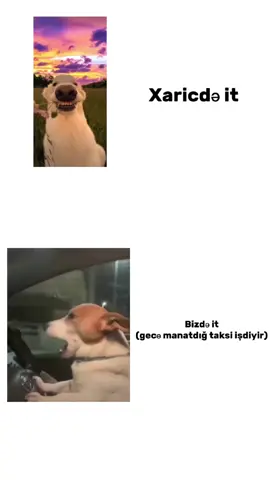 Riyal🗿 #keşfet #dog #it #xaric #biz #taksi #taxi #fyp #keşfet #