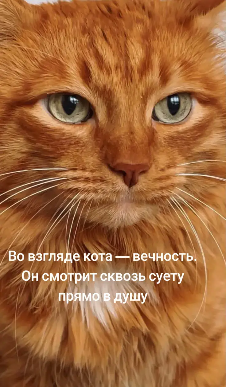 #коты #любимыекоты #кошки #котики🐈 