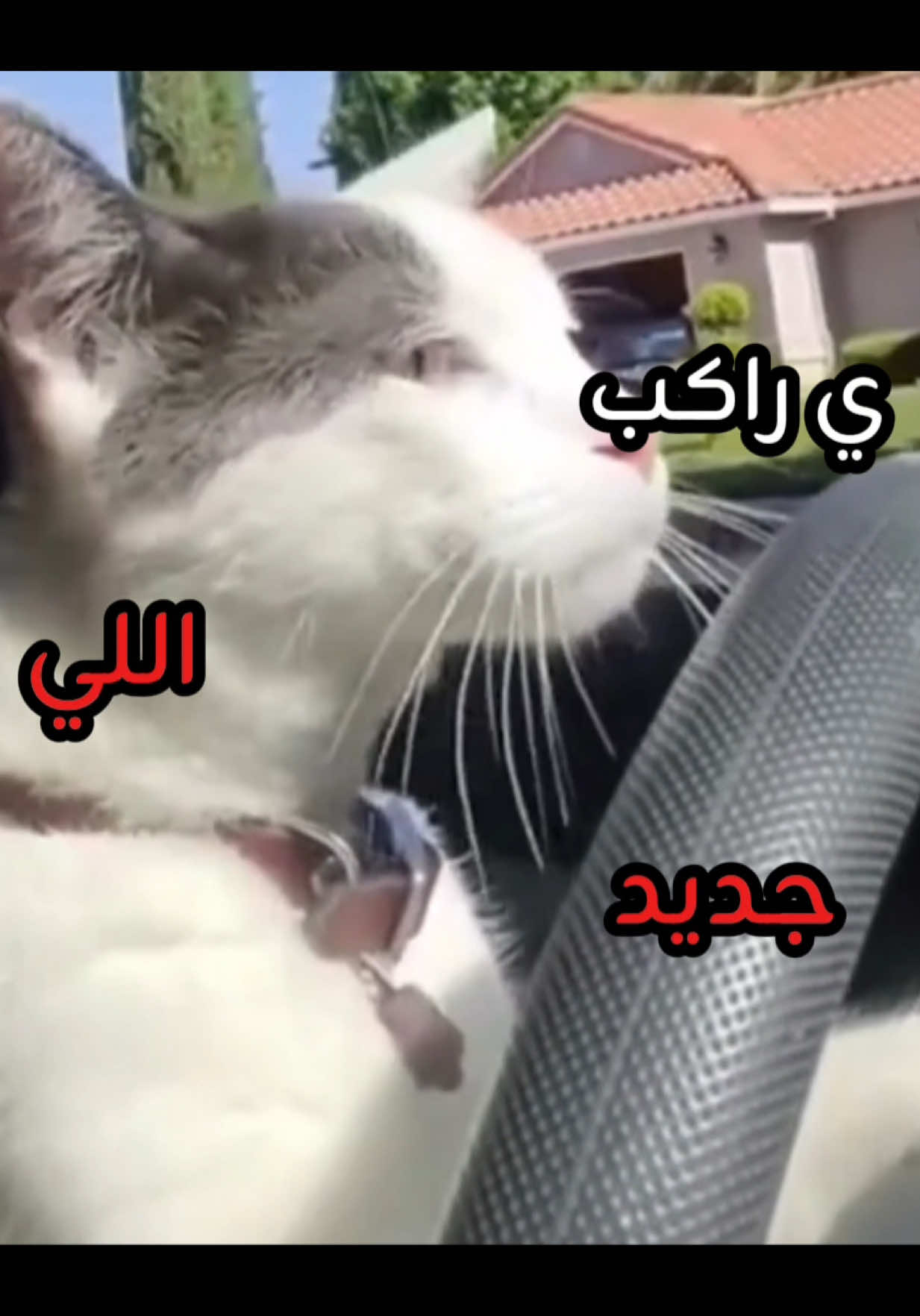 والسواق قحطاااني #cat #explore 