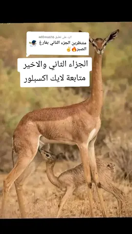 الرد على @ad0ma616 #الجنينة_غرب_السودان_بدو🔥  #تراث_الرزيقات_غرب_السودان  #تراث_الرزيقات_غرب_السودان #متابعة_قلب_تعليق_مشاركة_ #رزيقات_تراب_الهين_الجنينة_دارفو #✨✨✨ #فلتر_تعديل_الصوت @خـال يقين♡♕  #تراث_الرزيقات_غرب_السودان 