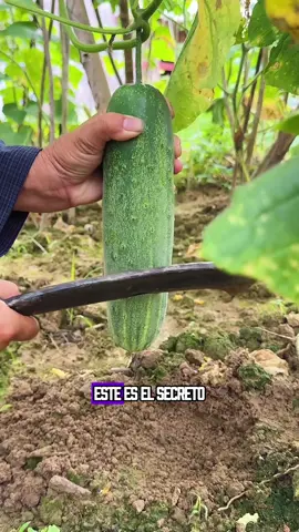 #foryoupage #bestvideo #tiktok #food #shorts 